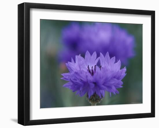 Bachelor's Button, Port Townsend, Washington, USA-null-Framed Photographic Print