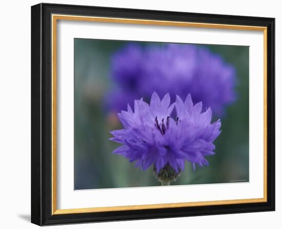 Bachelor's Button, Port Townsend, Washington, USA-null-Framed Photographic Print