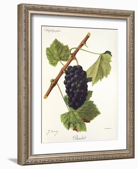 Bachet Grape-J. Troncy-Framed Giclee Print