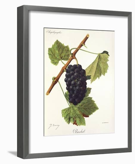 Bachet Grape-J. Troncy-Framed Giclee Print