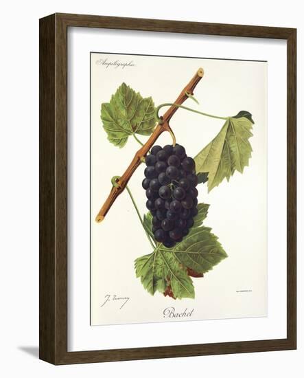 Bachet Grape-J. Troncy-Framed Giclee Print