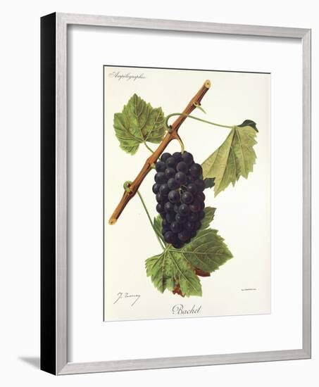 Bachet Grape-J. Troncy-Framed Giclee Print