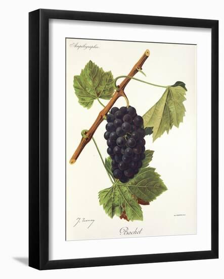 Bachet Grape-J. Troncy-Framed Giclee Print