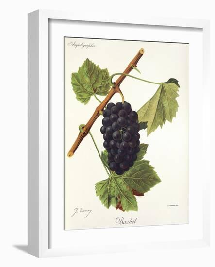 Bachet Grape-J. Troncy-Framed Giclee Print