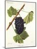 Bachet Grape-J. Troncy-Mounted Giclee Print