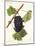 Bachet Grape-J. Troncy-Mounted Giclee Print