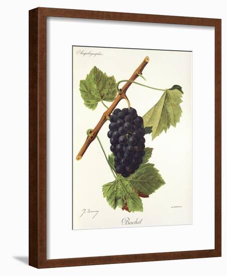 Bachet Grape-J. Troncy-Framed Giclee Print