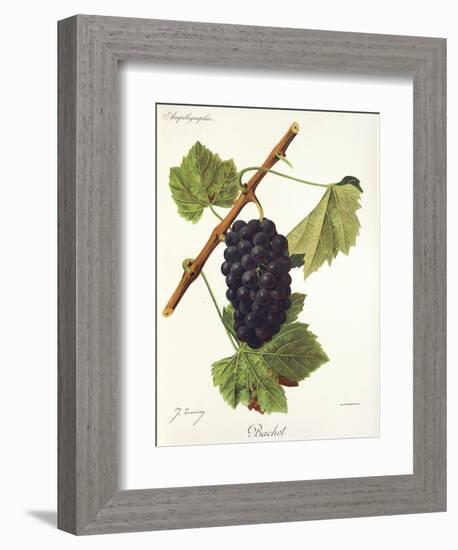 Bachet Grape-J. Troncy-Framed Giclee Print