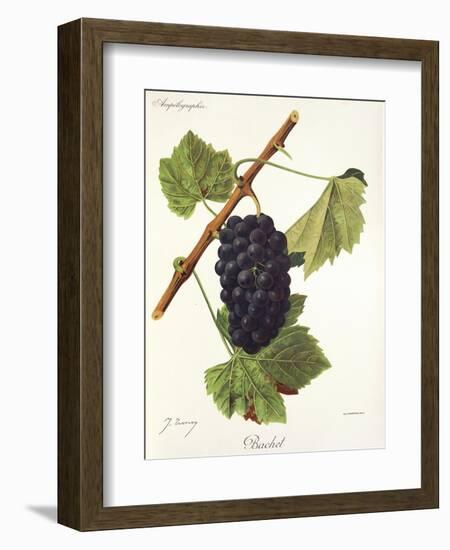 Bachet Grape-J. Troncy-Framed Giclee Print