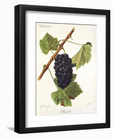 Bachet Grape-J. Troncy-Framed Giclee Print