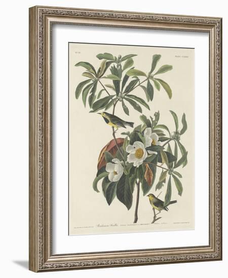 Bachman's Warbler, 1834-John James Audubon-Framed Giclee Print