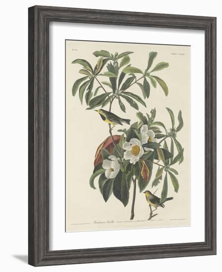 Bachman's Warbler, 1834-John James Audubon-Framed Giclee Print