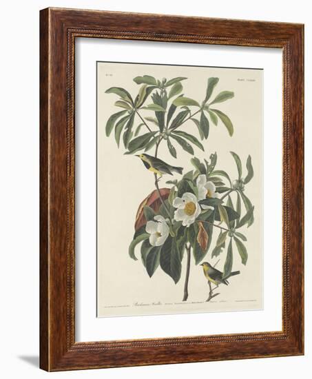 Bachman's Warbler, 1834-John James Audubon-Framed Giclee Print