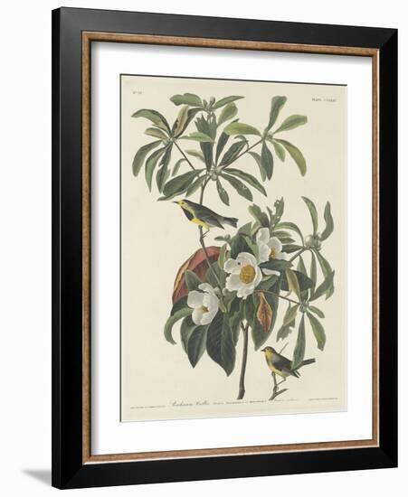 Bachman's Warbler, 1834-John James Audubon-Framed Giclee Print