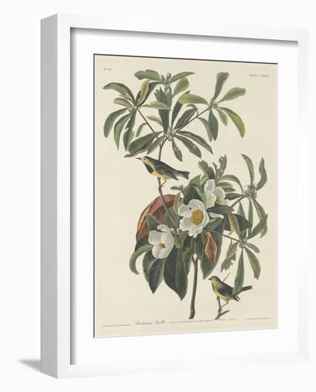 Bachman's Warbler, 1834-John James Audubon-Framed Giclee Print