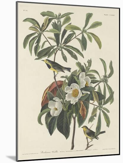 Bachman's Warbler, 1834-John James Audubon-Mounted Giclee Print