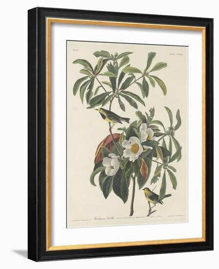 Bachman's Warbler, 1834-John James Audubon-Framed Giclee Print