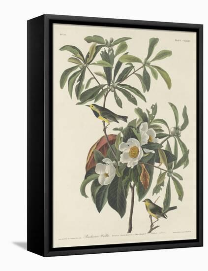 Bachman's Warbler, 1834-John James Audubon-Framed Premier Image Canvas