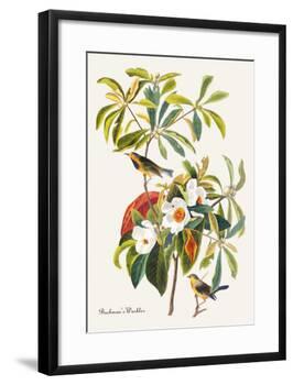 Bachman's Warbler-John James Audubon-Framed Art Print
