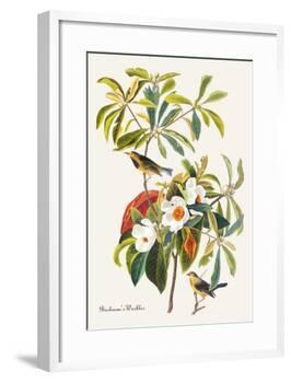 Bachman's Warbler-John James Audubon-Framed Art Print