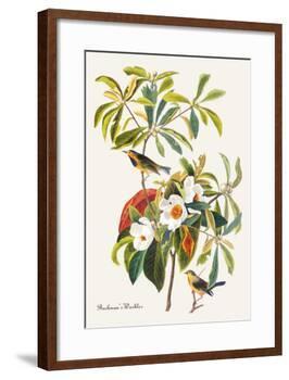 Bachman's Warbler-John James Audubon-Framed Art Print