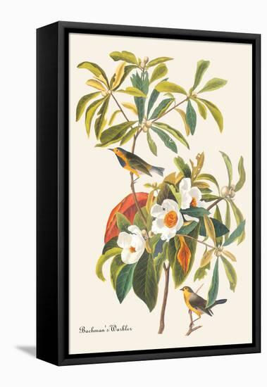 Bachman's Warbler-John James Audubon-Framed Stretched Canvas