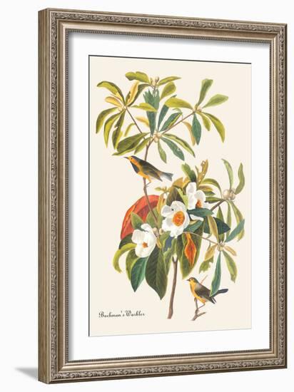 Bachman's Warbler-John James Audubon-Framed Art Print