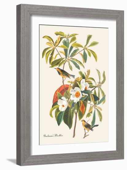 Bachman's Warbler-John James Audubon-Framed Art Print