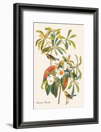 Bachman's Warbler-John James Audubon-Framed Art Print