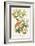 Bachman's Warbler-John James Audubon-Framed Art Print
