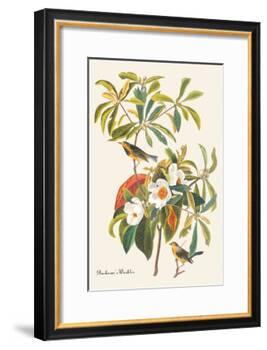 Bachman's Warbler-John James Audubon-Framed Art Print
