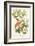Bachman's Warbler-John James Audubon-Framed Art Print