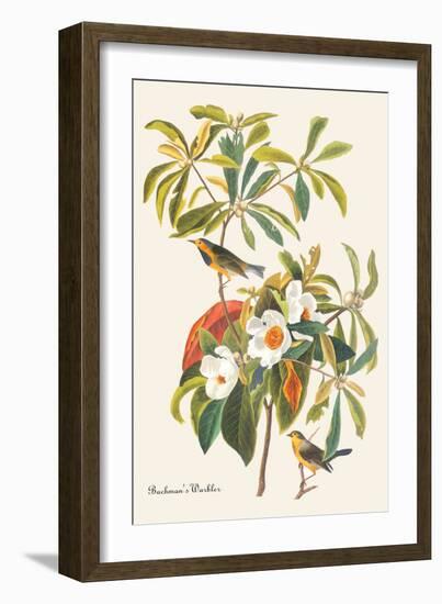 Bachman's Warbler-John James Audubon-Framed Art Print