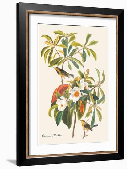 Bachman's Warbler-John James Audubon-Framed Art Print