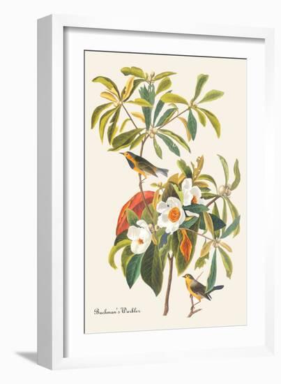 Bachman's Warbler-John James Audubon-Framed Art Print