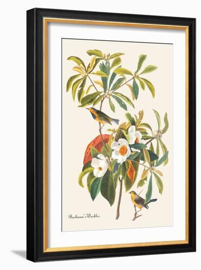 Bachman's Warbler-John James Audubon-Framed Art Print