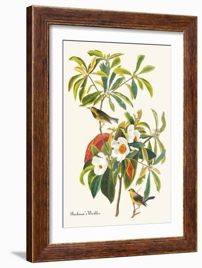 Bachman's Warbler-John James Audubon-Framed Art Print