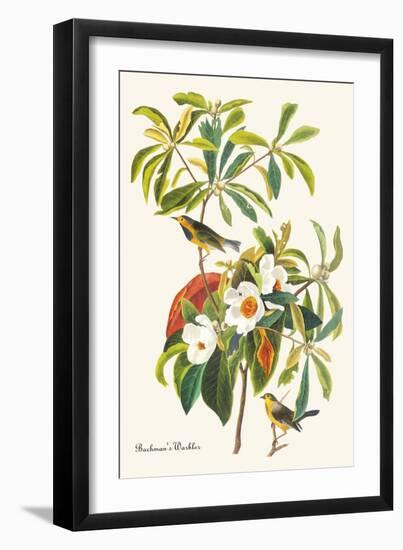 Bachman's Warbler-John James Audubon-Framed Art Print