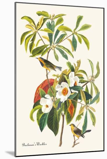 Bachman's Warbler-John James Audubon-Mounted Art Print