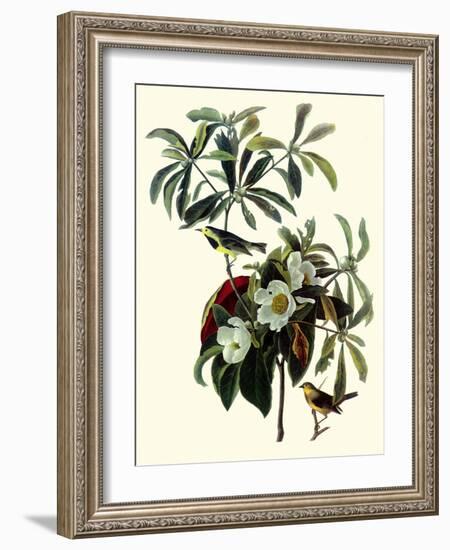 Bachman's Warblers-John James Audubon-Framed Giclee Print