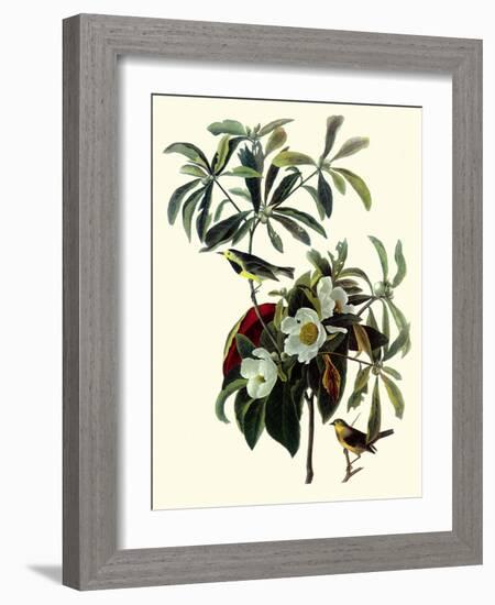 Bachman's Warblers-John James Audubon-Framed Giclee Print