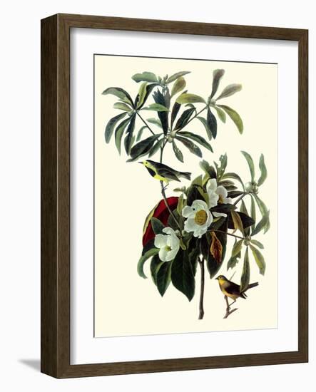 Bachman's Warblers-John James Audubon-Framed Giclee Print