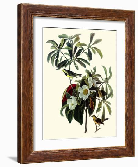 Bachman's Warblers-John James Audubon-Framed Giclee Print