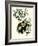 Bachman's Warblers-John James Audubon-Framed Giclee Print