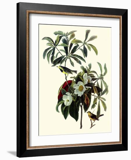 Bachman's Warblers-John James Audubon-Framed Giclee Print