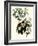 Bachman's Warblers-John James Audubon-Framed Giclee Print