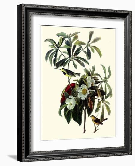 Bachman's Warblers-John James Audubon-Framed Giclee Print