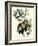 Bachman's Warblers-John James Audubon-Framed Giclee Print