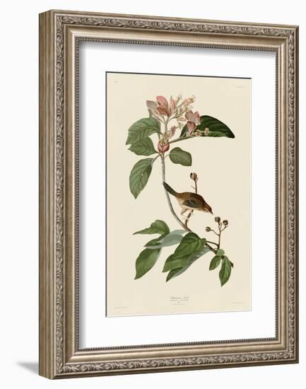 Bachmans Finch-John James Audubon-Framed Art Print