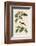 Bachmans Finch-John James Audubon-Framed Art Print